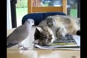 Ha Ha Ha Cute Bird Annoying Cat-Top Funny Videos-Top Prank Videos-Top Vines Videos-Viral Video-Funny Fails