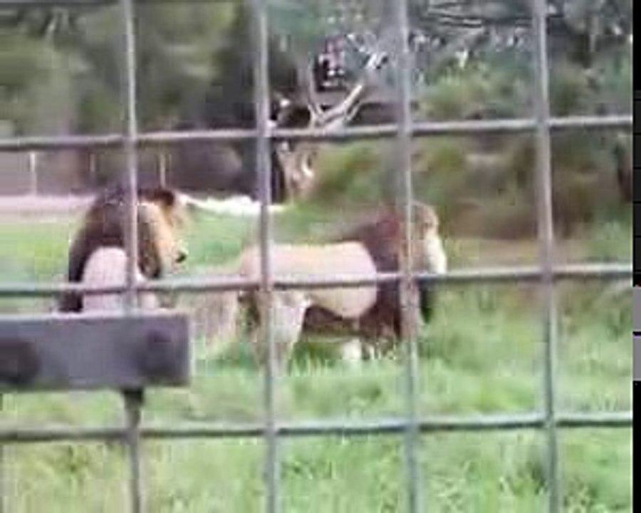 lions combats impressionnant