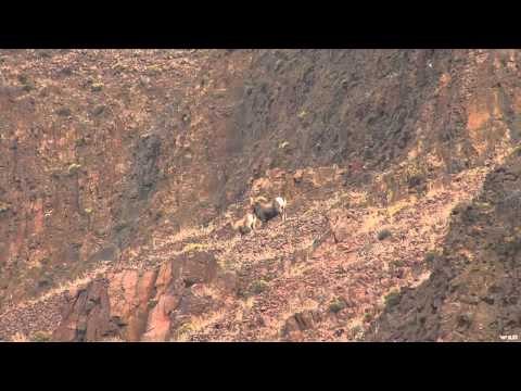 Steve's Outdoor Adventures - Bighorn Sheep Hunt