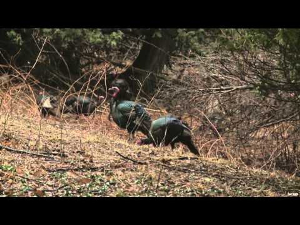 Hunt TV - Turkey
