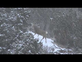 Easton Bowhunting TV - Southern Colorado Mule Deer