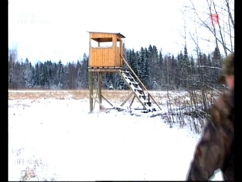 Ни пуха ни пера. Охота на кабана зимой