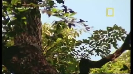 Jardins do Éden - Tailândia