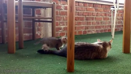 Adorable Cats and Kittens Compilation