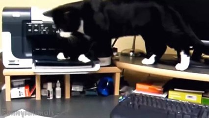 Cats vs Printers Compilation