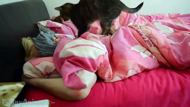 Cats Waking Up Owners Compilation