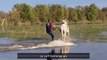 Серфинг на лошади по залитому водой полю видео