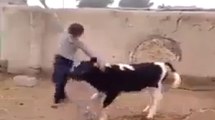 OMG!!! Cow Hit Boy and Put Him In Air-Top Funny Videos-Top Prank Videos-Top Vines Videos-Viral Video-Funny Fails