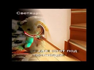 Дизайн для котов. design for cats