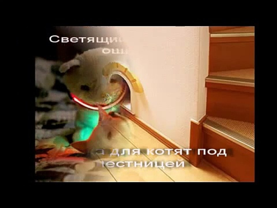 Дизайн для котов. design for cats