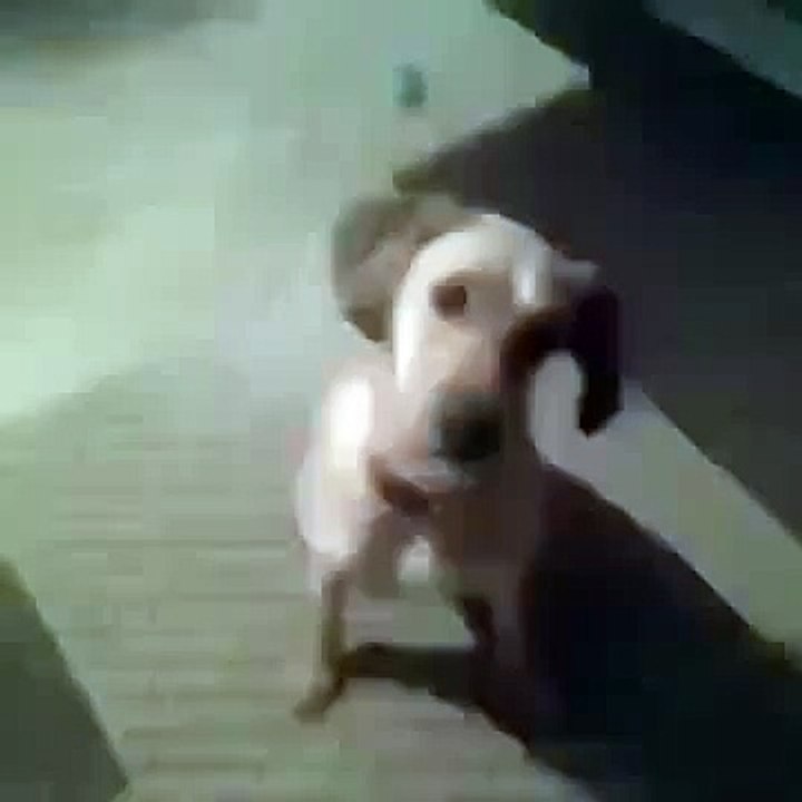 Эта собака заслуживает Оскар Сто раз смотрю