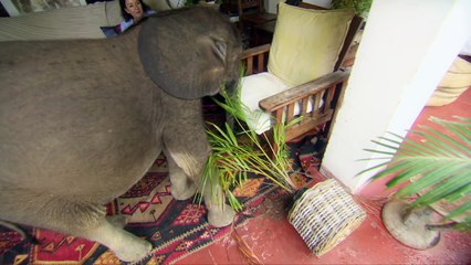 Ce bébé éléphant suit sa sauveuse partout