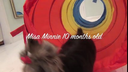 Worlds Smartest Puppy Misa Minnie 10 months old