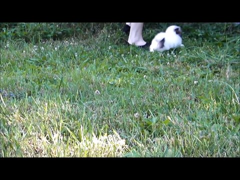 Cuteness overload featuring our teeny tiny pomeranian puppy Mickey.