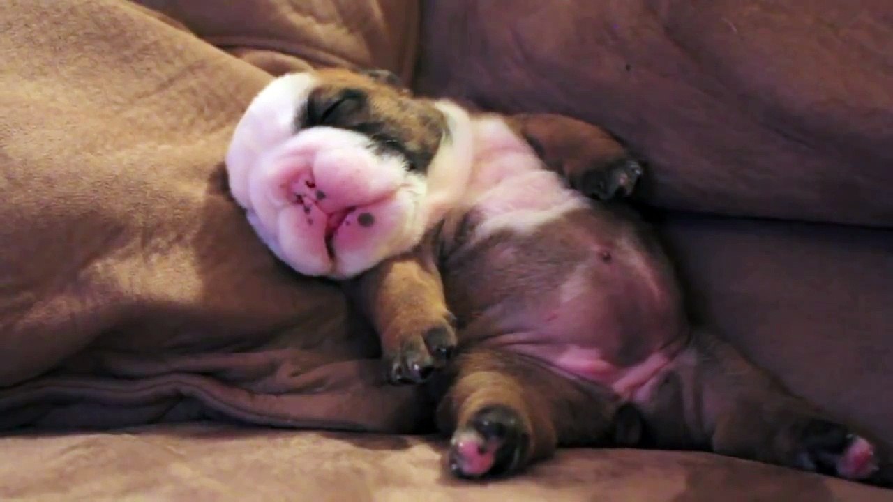 English Bulldog Puppy Dreaming