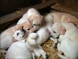 Labrador Retriever Puppy - Siesta