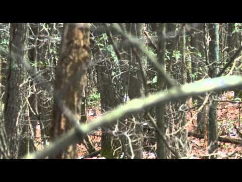 Outdoor Edge Love of the Hunt - Pennsylvania Whitetail Deer