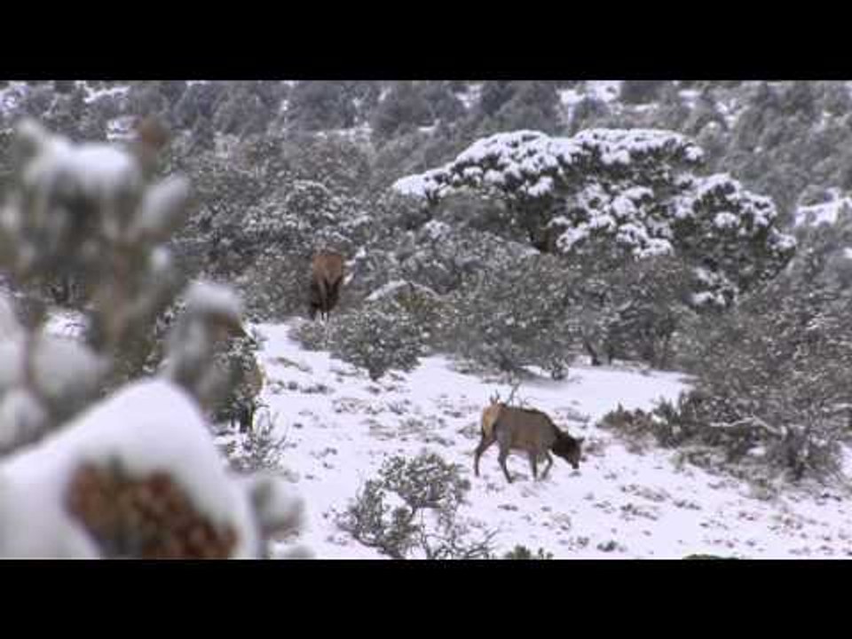 M2D Camo's Livin' the Dream - The Elk Boys