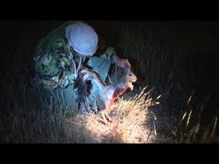 Relentless Pursuit  - African Shadow