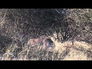 Swarovski Optik Quests with the Eyes of a Hawk - Namibia Wildebeest & Oryx