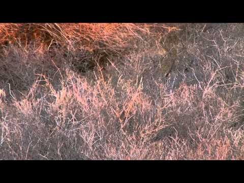 Buck Ventures Outdoors - Northwest Oklahoma