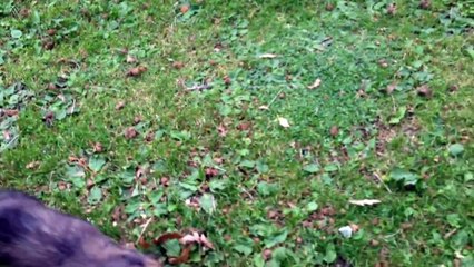 Picking up the PUPPY!