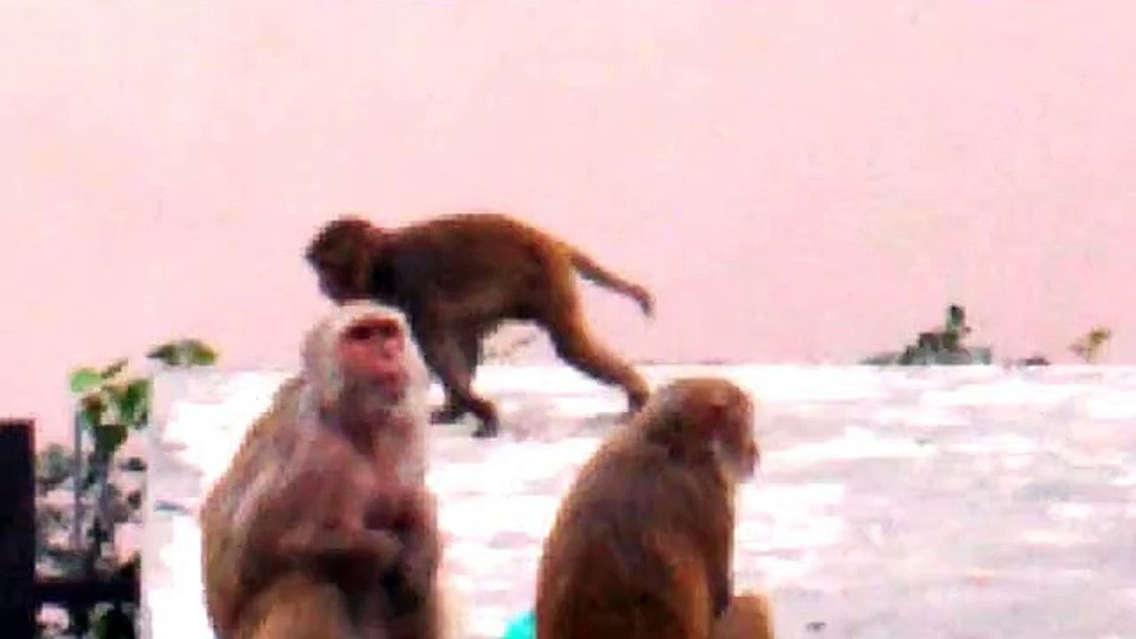 homosexual monkeys