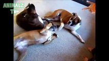Funny Animals Playing Dead After Finger Shot - Adorable Pets Compilation