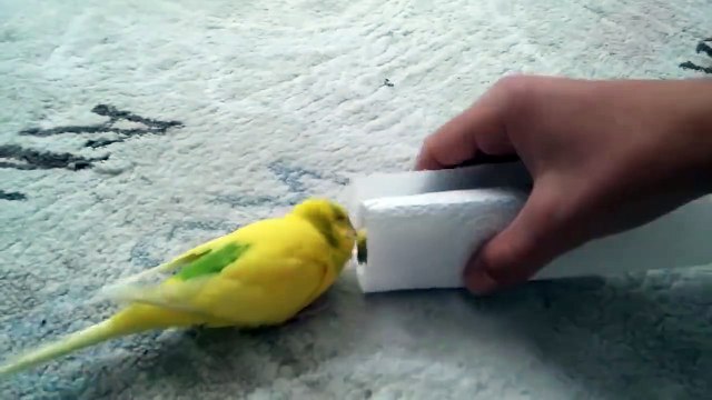 Love has no culture, boundaries, race and religion