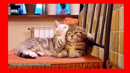 Happy Valentine's Day February 14th! Top Touching moments of Cats and Kittens - funny - OMG VIDEO