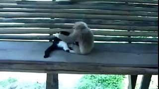 Прикольная кошка и обезьяна