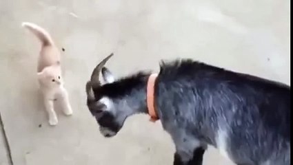 Маленький котенок не даёт пройти козлу