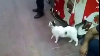 Кошка напала на собаку Собака испугалась страшно