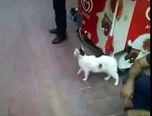 Кошка напала на собаку Собака испугалась страшно
