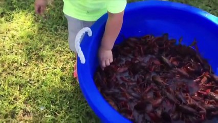 Малыш решил попробовать живого рака на вкус