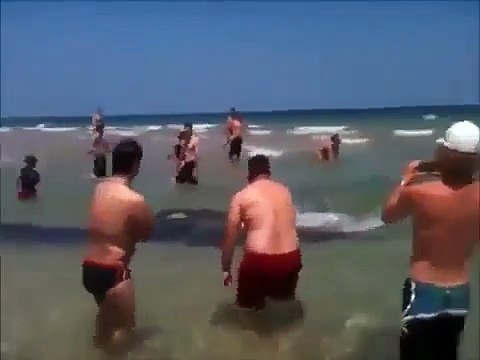 Невероятные твари кишат под ногами отдыхающих