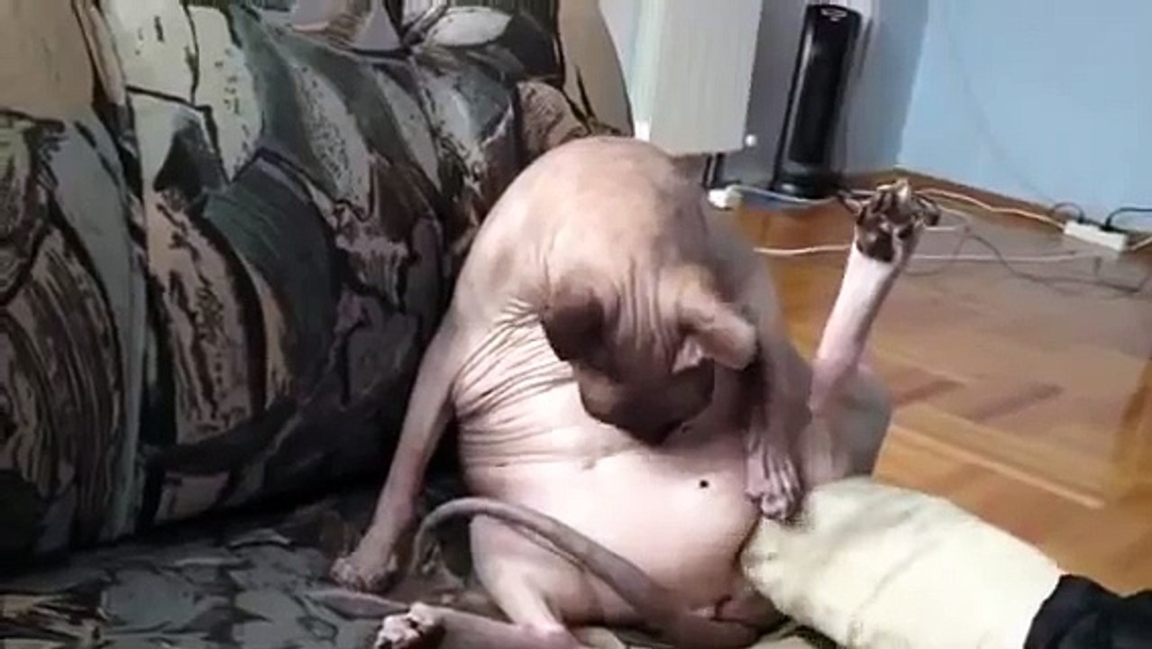 Толстый кот