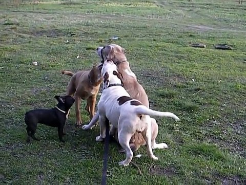 Трое на одного (алабаю 1,5 года)