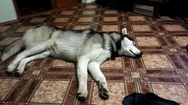 Хаски гавкает во сне