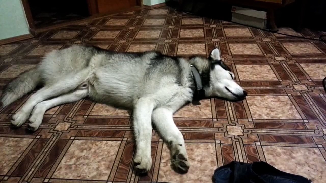 Хаски гавкает во сне