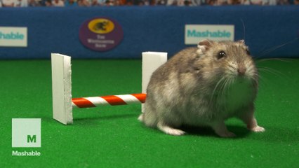 The Westhamster Hamster Show is here and it's hoppin'