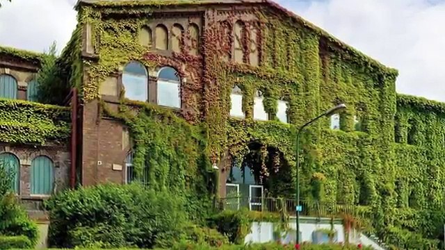 Зеленый фасад