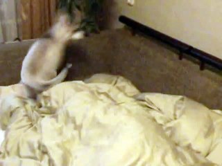 Щенок хаски будит ребенка