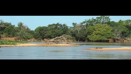 Ягуар атакует крокодила