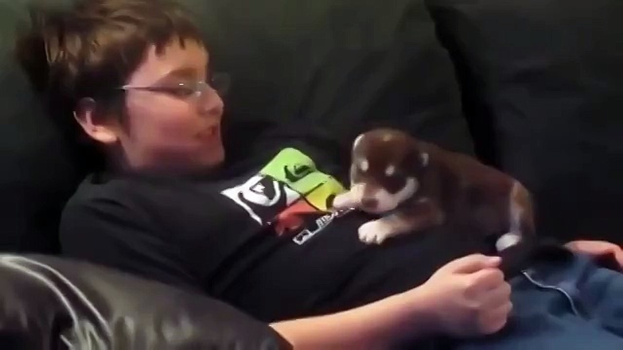 Хаски поет.)))