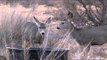 Buck Ventures Outdoors  - Mule Deer Guys