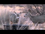 Buck Ventures Outdoors  - Mule Deer Guys