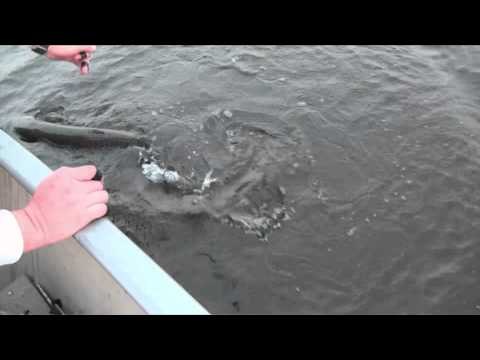 Maximum Limit Fishing - Sandy Point Lodge Northern Pike