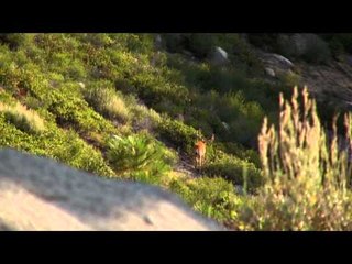 Dead Dog Walkin' - Predator Management Benefits Pt. 1