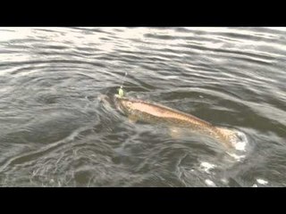 Fishful Thinking - Gators on Frogs